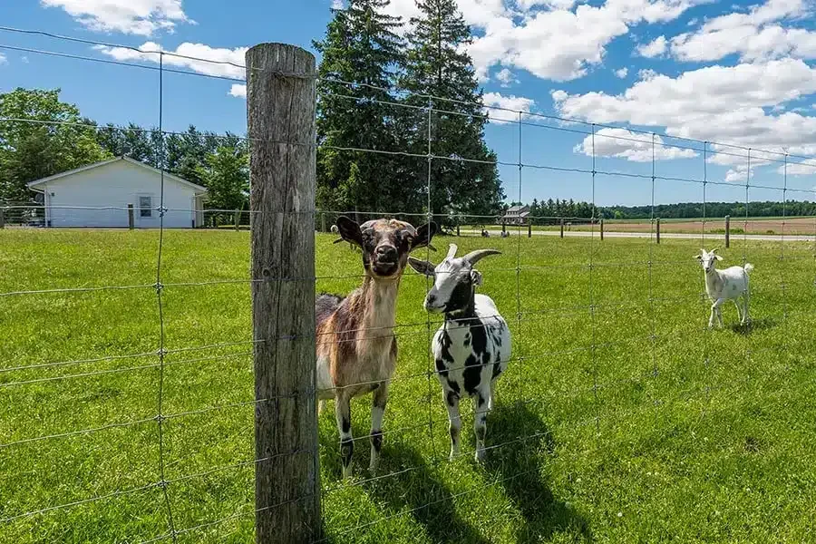 Biggest-Mistakes-That-Ontario-Farmers-Must-Avoid-When-It-Comes-to-Their-Fence-In-Line-Fence-Banner-min